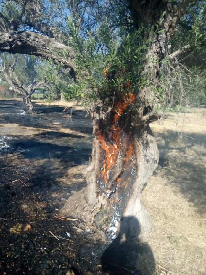 Πυρκαγιά σε λιοστάσι στο Ξηροπήγαδο Ναυπακτίας