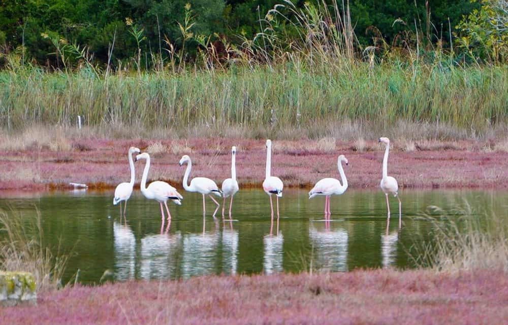 flamingo peratia1