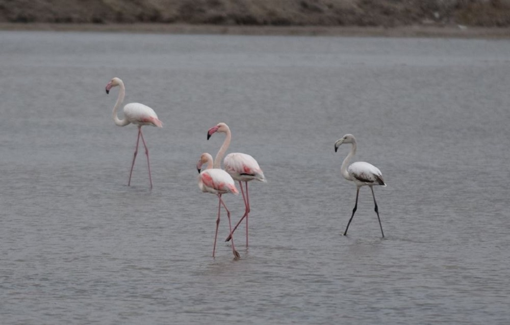 flamingo mesologgi